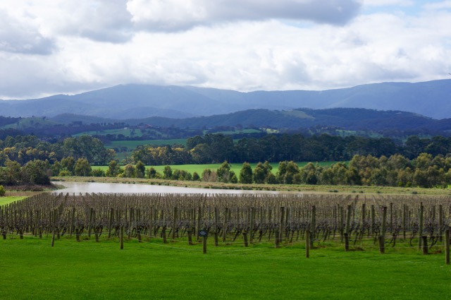 ワイナリー巡り『ドメーヌ シャンドン オーストラリア』