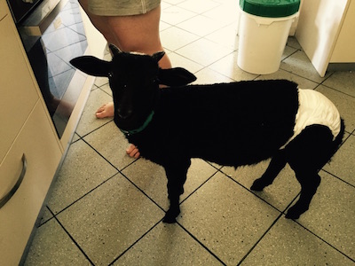 ブリスベン日記4