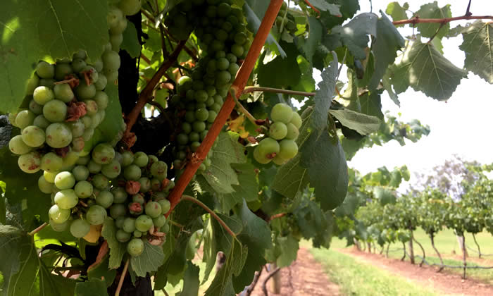 「四季それぞれの風景を楽しませてくれるのがワイナリーのステキなところ」だそうです。