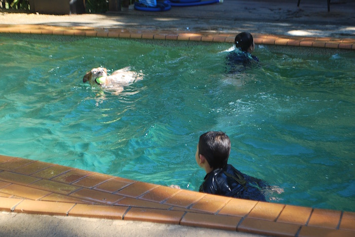 ブリスベン日記16（犬とプール編）