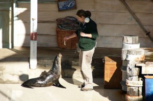 タロンガ動物園 アザラシショー