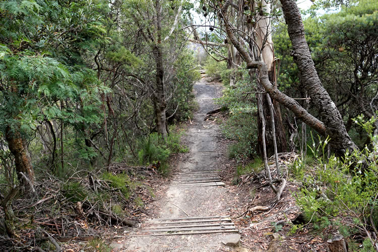 ブルーマウンテンハイキング