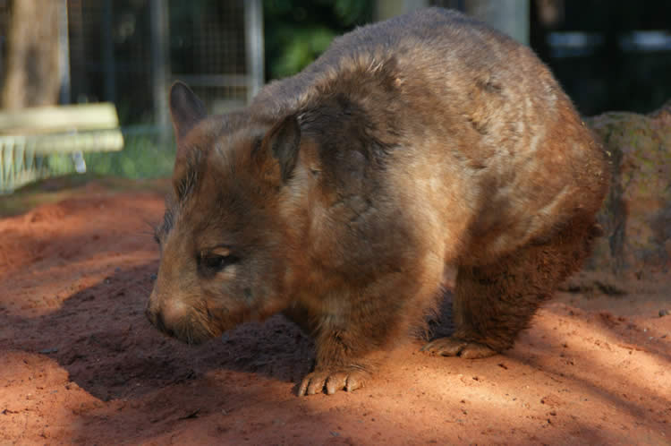 ウォンバット子供