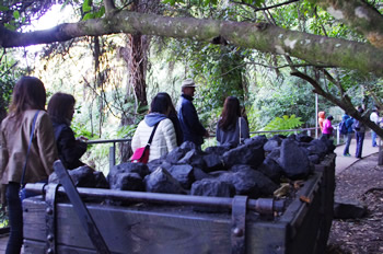 ブルーマウンテン山道