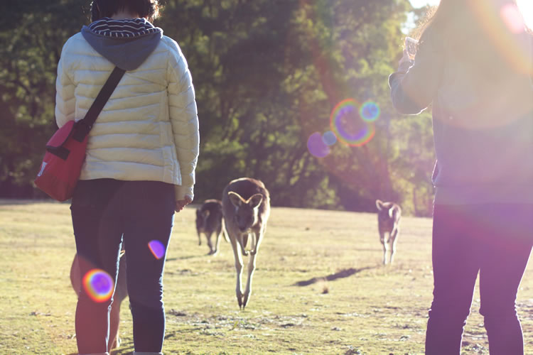 自然カンガルーとの出会い
