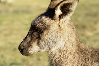 野生のカンガルー