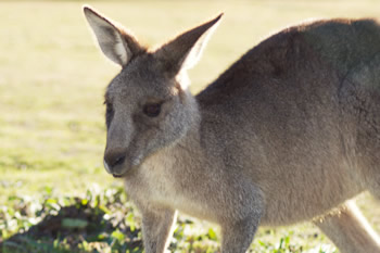 カンガルー探し