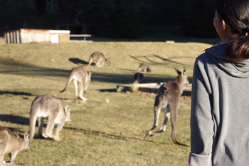 自然のカンガルー