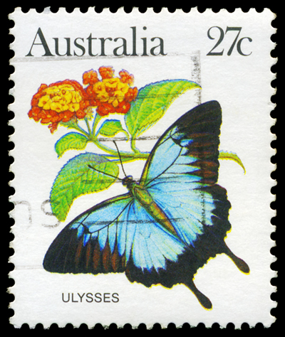 しあわせの青い蝶