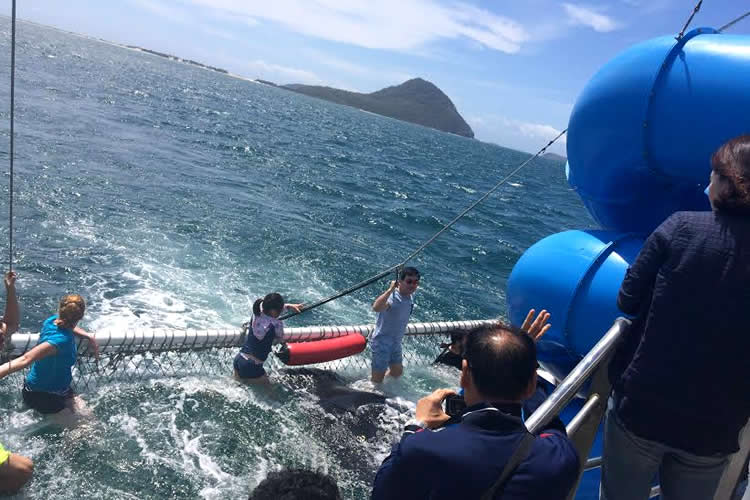 イルカと泳ぐ