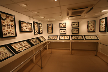 バタフライサンクチュアリ室内