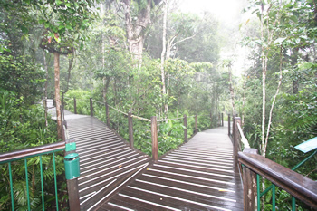 熱帯雨林を散歩