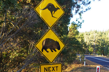カンガルー注意の看板