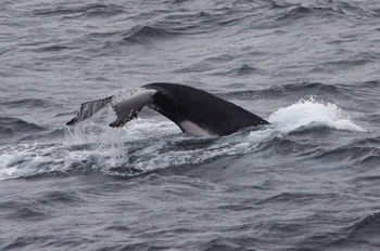 ちゃんとクジラ