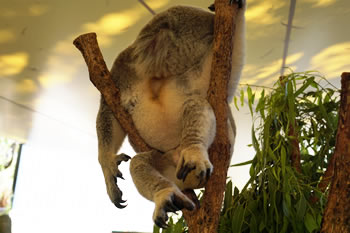 眠そうなコアラ