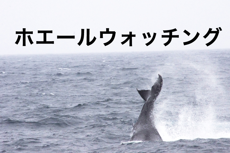 季節限定シドニーでクジラウォッチングツアーに参加！