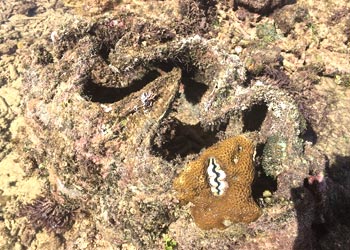 巨大！大シャコガイ