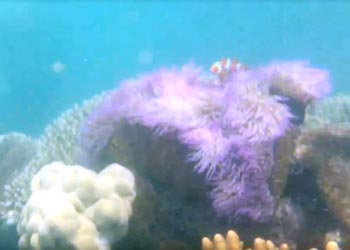 ニモ（カクレクマノミ）