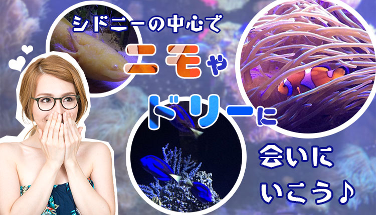 シドニー水族館、魅惑の海の世界を探検!