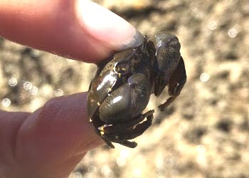 ちいさなカニを観察