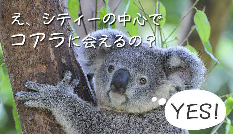 ワイルドライフ・シドニーズー! シティーの真ん中でコアラに会える!!