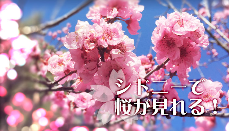 シドニーでも桜が見れるのをご存知ですか？