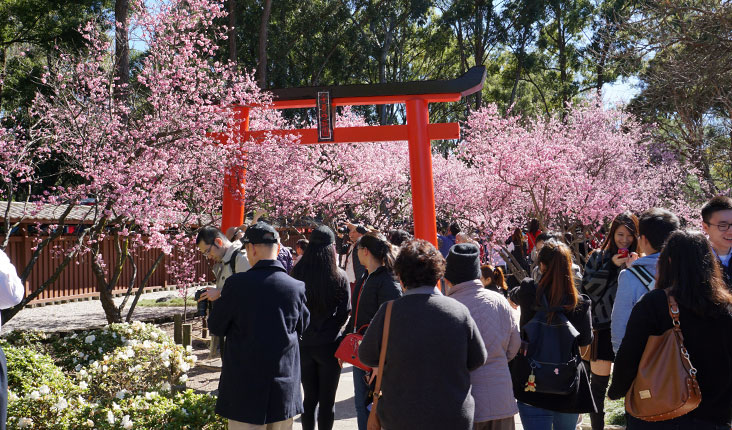 torii