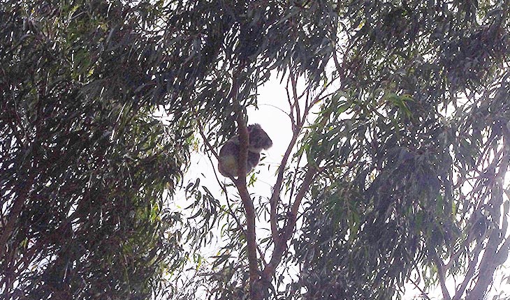 koala-far