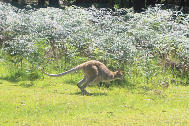ieckangaroo