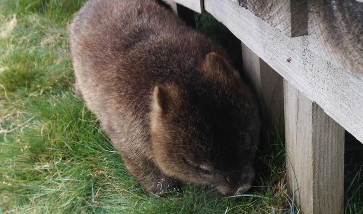 wombat