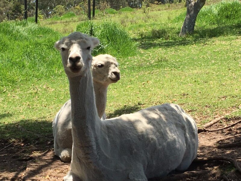 unadjustednonraw_thumb_46a