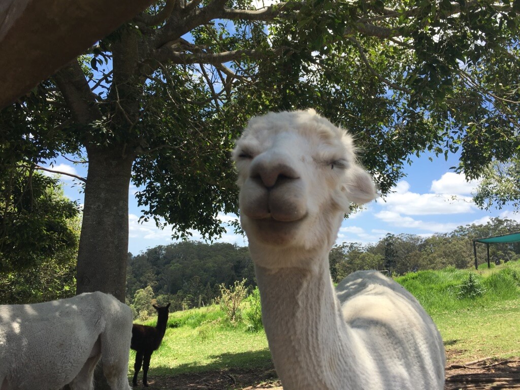 unadjustednonraw_thumb_488