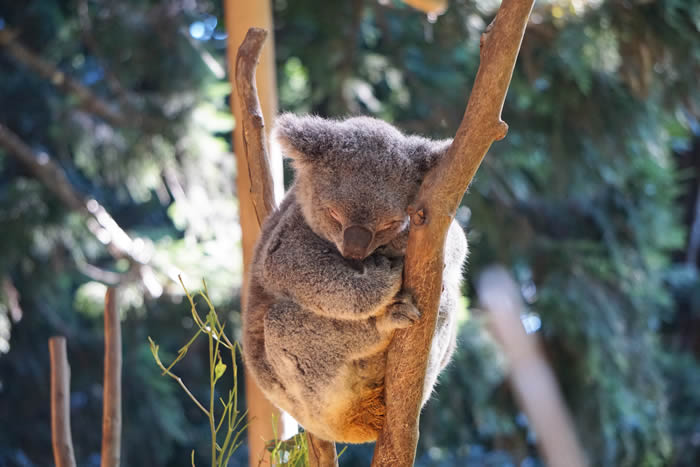 koala2