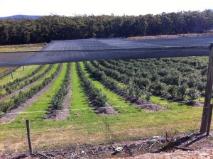 タスマニアのファーム