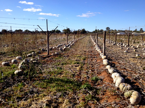 Mildura ピッキング